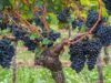 Cara Menanam Pohon Anggur Dalam Pot Agar Cepat Berbuah