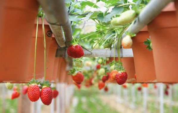 Cara Menanam Strawberry Dari Biji